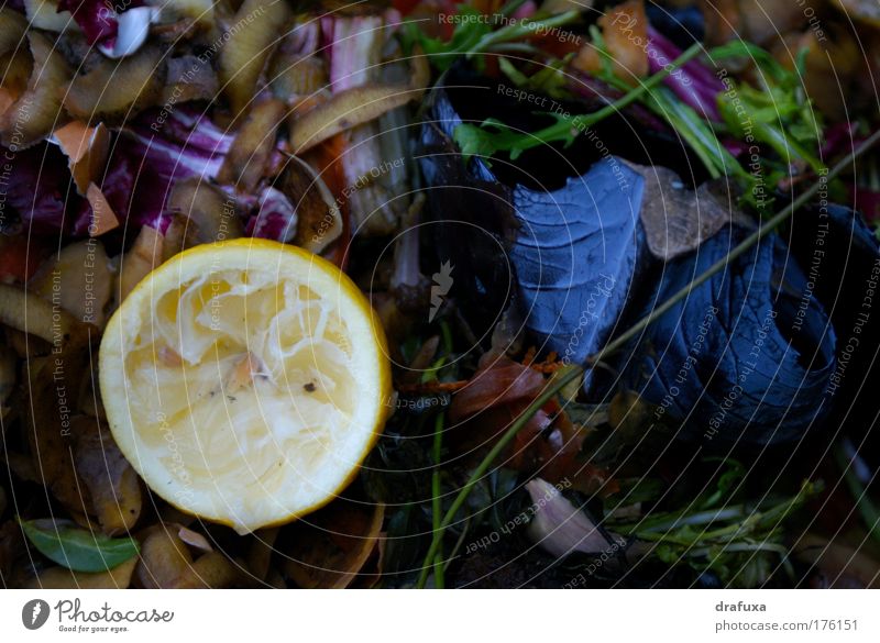 Compost or The Aesthetics of the Transient Colour photo Environment Summer Multicoloured Death Decline Transience Growth food