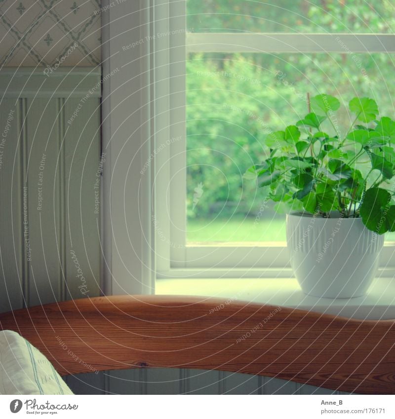 Harmony in green Foliage plant Pot plant Window Window frame Wallpaper Decoration Backrest Wood Line Esthetic Simple Beautiful Green White Calm Harmonious