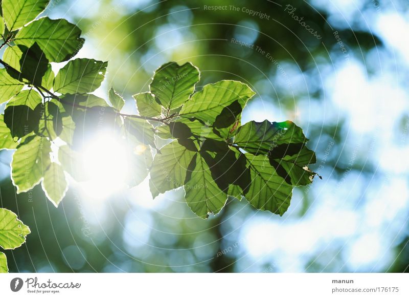 In the forest Colour photo Exterior shot Detail Abstract Pattern Structures and shapes Copy Space right Copy Space top Copy Space bottom Neutral Background Day