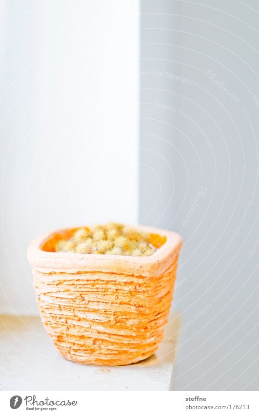 Kakken | 550 Colour photo Interior shot Copy Space top Light High-key Shallow depth of field Living or residing Decoration Plant Cactus Foliage plant Pot plant