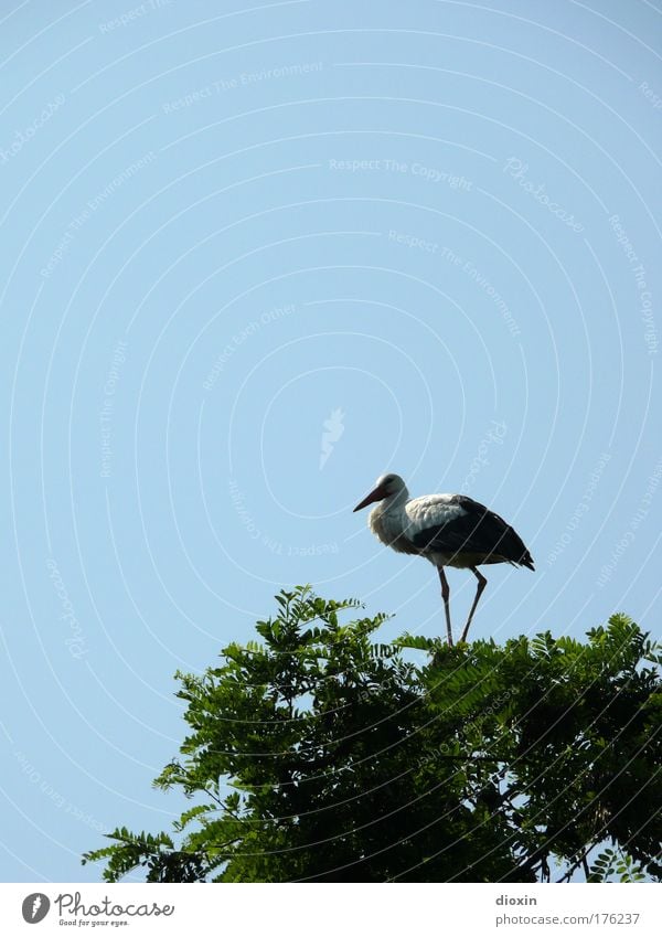 absolute overview Colour photo Exterior shot Deserted Copy Space left Copy Space top Copy Space middle Day Shadow Animal portrait Looking into the camera