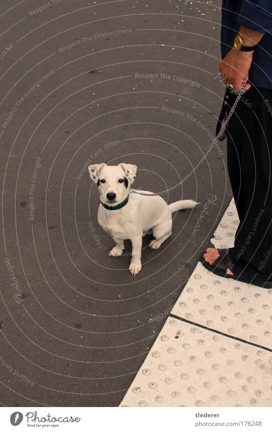 Dog in Paris Colour photo Exterior shot Copy Space left Morning Animal portrait Downward Pet 1 Observe Gray White Optimism Loneliness Communicate Whimsical Day