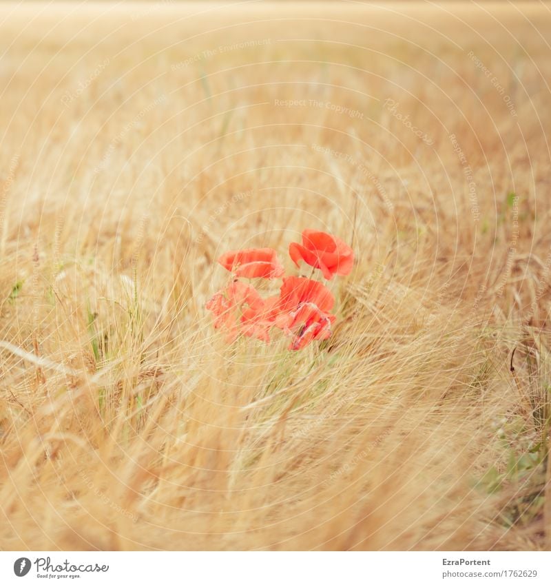 Poppy week (middle) Environment Nature Landscape Plant Summer Autumn Climate Beautiful weather Blossom Field Yellow Red Poppy blossom Grain Grain field