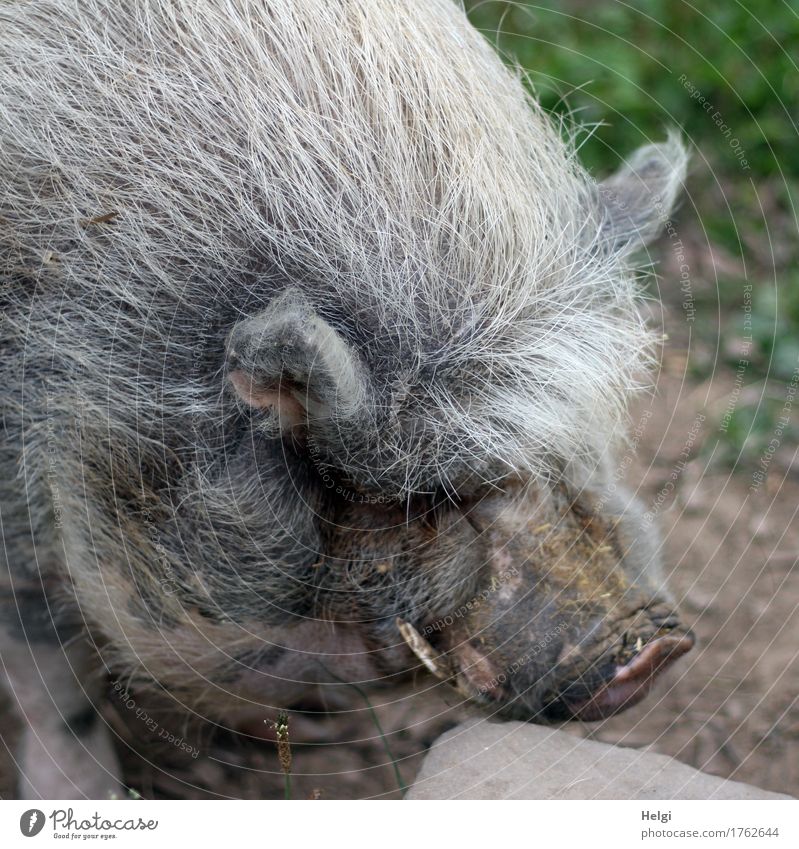 I've got the hair nice... Environment Nature Animal Pet Pot-bellied pig Bristles Head 1 Old Stand Authentic Uniqueness Natural Brown Gray Green White