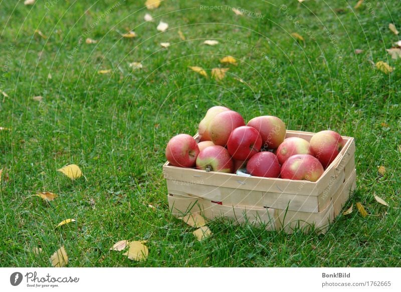 apple harvest Shopping Harmonious Contentment Senses Garden Oktoberfest Thanksgiving Happiness Fresh Historic Juicy Yellow Gold Green Red Moody Happy