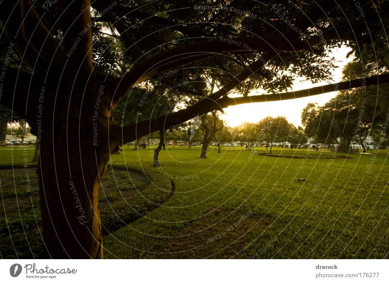 Green view Exterior shot Deserted Twilight Silhouette Sunlight Wide angle Looking away Environment Nature Landscape Plant Tree Grass Garden Park Lima Peru