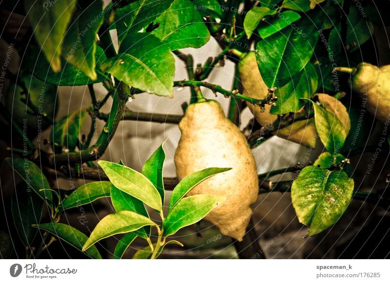 lemon Colour photo Multicoloured Exterior shot Detail Day Contrast Shallow depth of field Central perspective Food Fruit Plant Foliage plant Pot plant Exotic