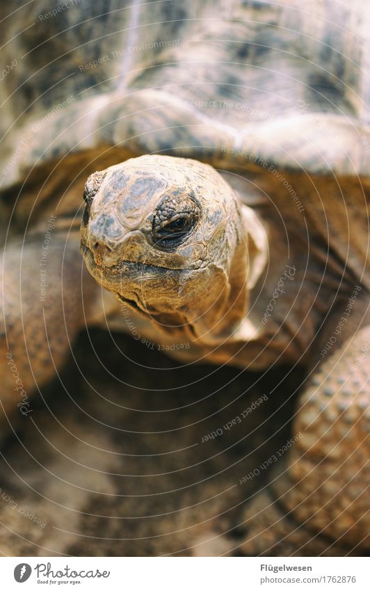 In memory of turtle Nutrition Animal Wild animal Paw Zoo 1 Drinking Turtle Tortoise-shell Animalistic Animal portrait Animal face Baby animal Love of animals