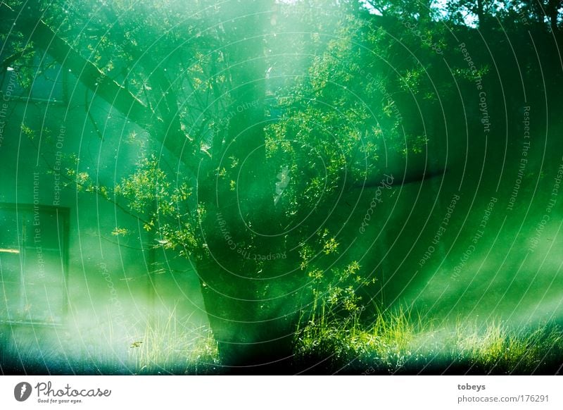 visiON Water Green Pond Coast Fish Reflection Tree Bushes Window House (Residential Structure) Dream Surrealism Shadow Branch False Colour photo Exterior shot