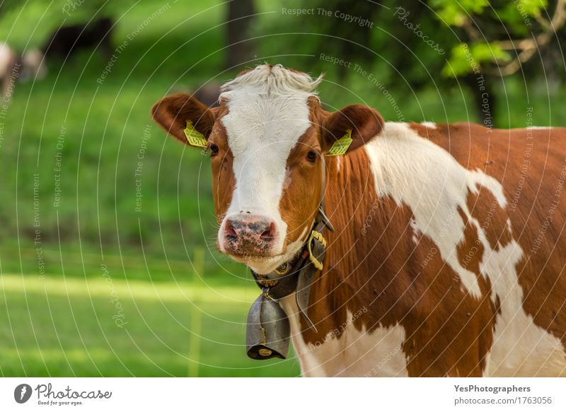 Swiss young cow Nature Animal Spring Summer Natural Brown White agriculture Alpine animals breed big calf bovine bovine ranch cattle bell country Domestic eco