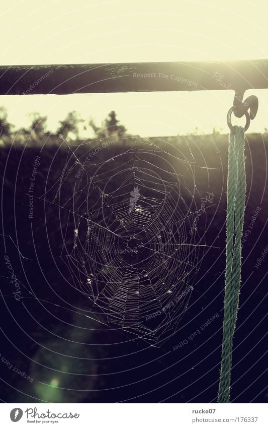 Careful, trap! Colour photo Subdued colour Exterior shot Copy Space top Day Light Contrast Reflection Sunbeam Back-light Shallow depth of field Net Esthetic