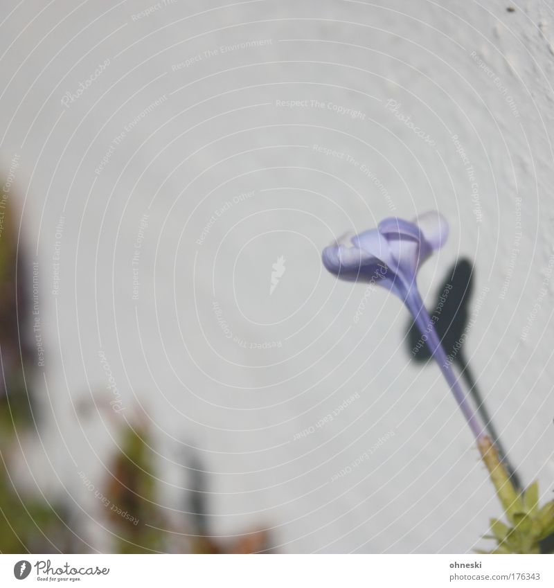 For gentle tempers Subdued colour Exterior shot Detail Deserted Copy Space left Copy Space top Copy Space bottom Day Shadow Contrast Sunlight Blur Nature Plant