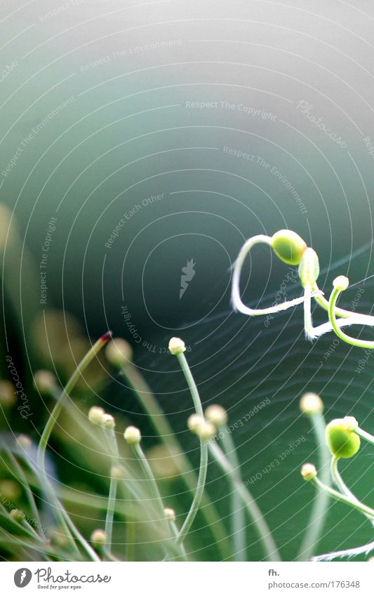 simply beautiful Colour photo Close-up Deserted Copy Space top Day Twilight Contrast Light (Natural Phenomenon) Nature Plant Spring Foliage plant Clematis