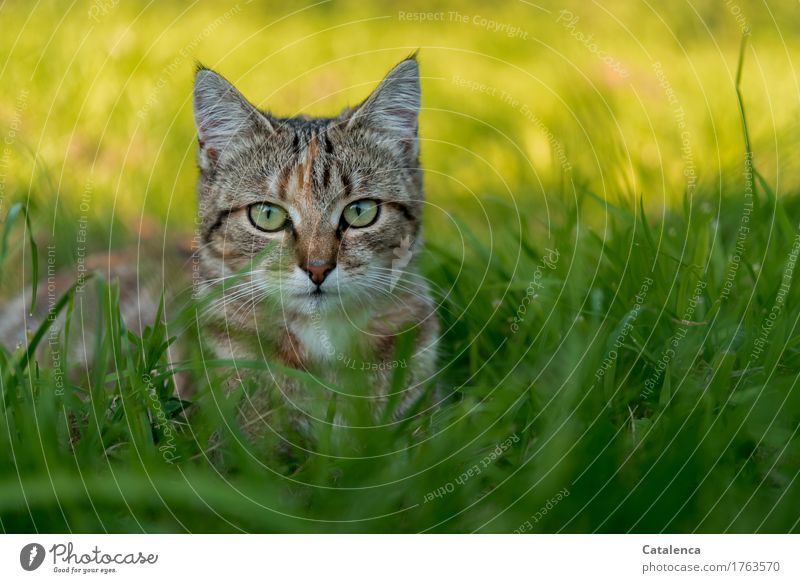 Gatubita; portrait of a small tiger cat Nature Plant Animal Sunlight Summer Beautiful weather Grass Field Pet Cat 1 Baby animal Observe Lie Wait pretty Brown