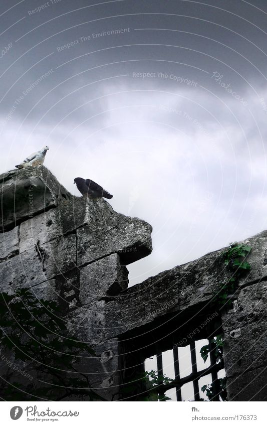 Good & Evil Colour photo Subdued colour Exterior shot Deserted Copy Space top Evening Twilight Shadow Contrast Silhouette Deep depth of field Nature Elements