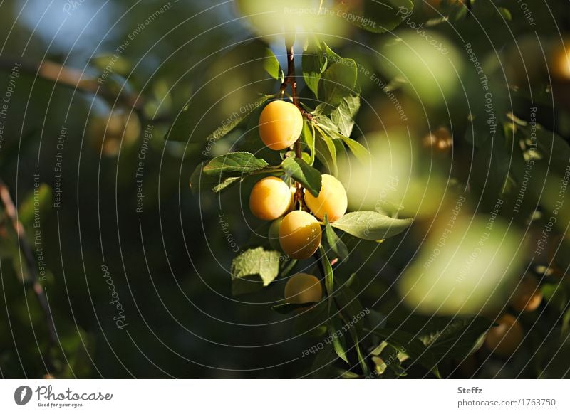 Mirabelles ripen in the sun mirabelle plums mirabelle plum tree Plums fruit fruits Plum tree yellow plums Organic fruit Prunus domestica subsp. syriaca