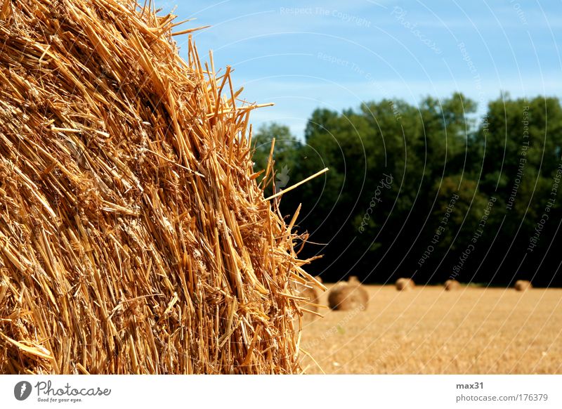 The rolled dung heap very fresh... Colour photo Exterior shot Close-up Detail Experimental Abstract Pattern Deserted Copy Space left Copy Space right