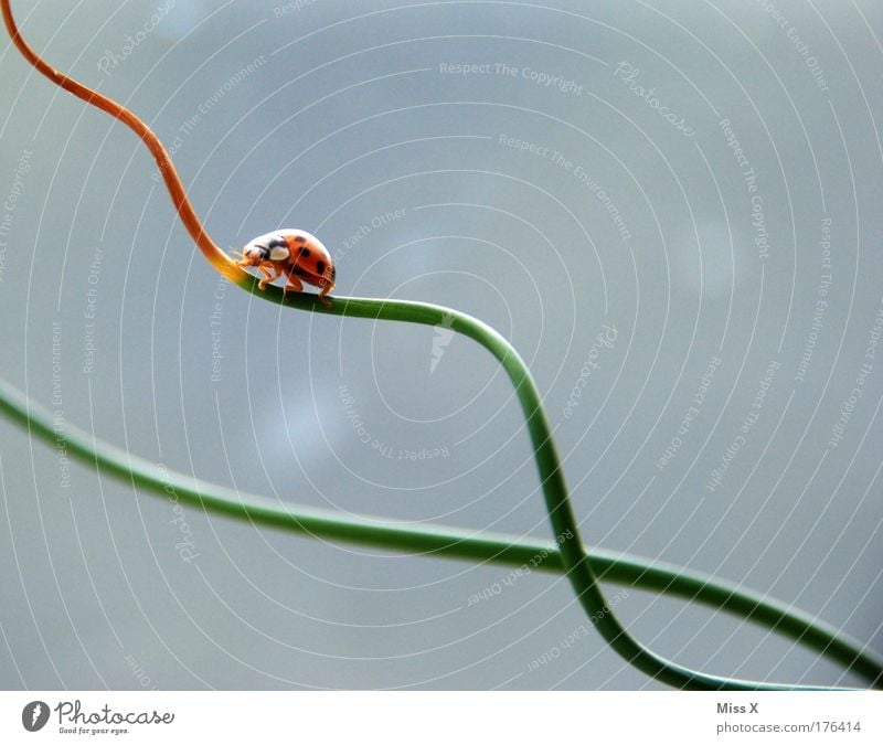 surfer Colour photo Multicoloured Close-up Detail Macro (Extreme close-up) Deserted Neutral Background Nature Summer Plant Foliage plant Meadow Animal Beetle 1