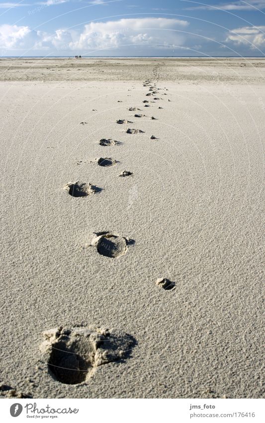 Traces in the sand Colour photo Exterior shot Deserted Morning Shadow Worm's-eye view Wide angle To go for a walk Vacation & Travel Far-off places