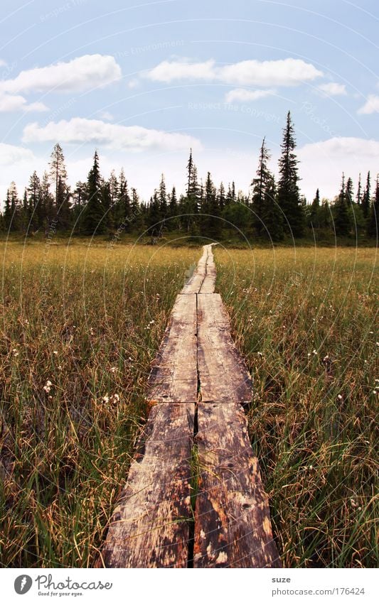 The way is the goal Vacation & Travel Tourism Trip Summer vacation Hiking Environment Nature Landscape Plant Elements Sky Clouds Climate Forest Bog Marsh