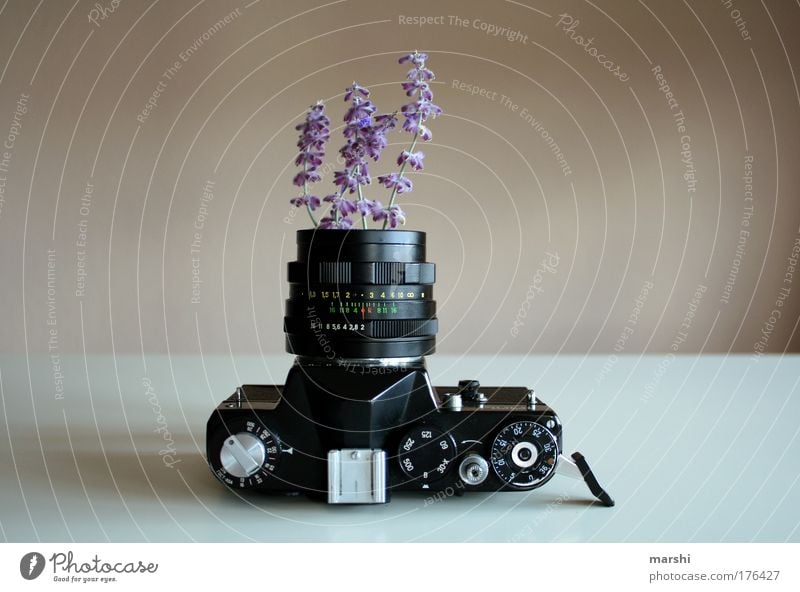 analogous growth ² Colour photo Interior shot Deserted Leisure and hobbies Nature Plant Spring Summer Old Kitsch Joy Passion Lavender Violet Analog Camera Vase