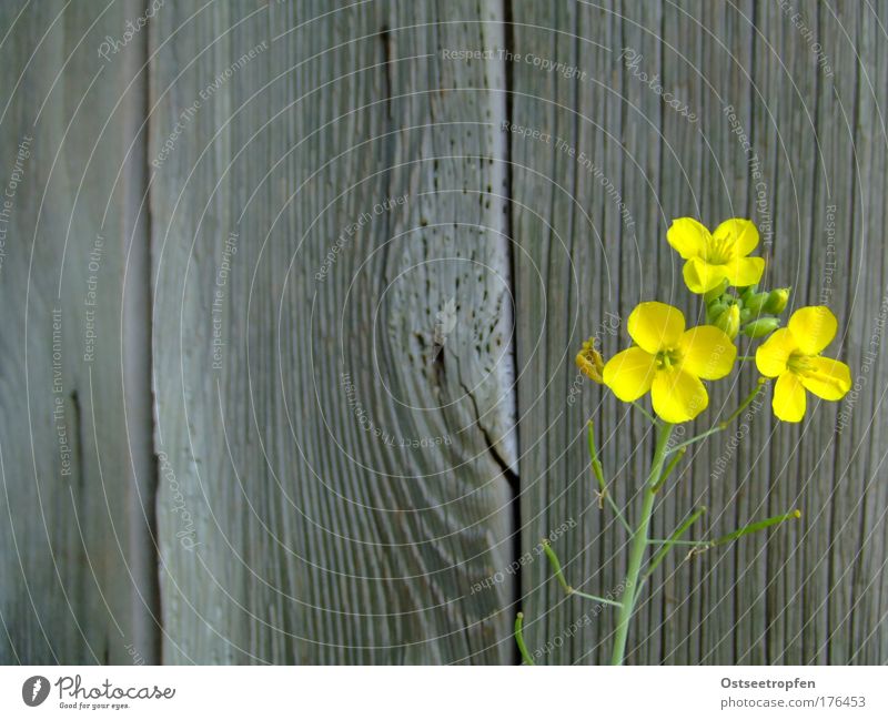 Life is waiting Colour photo Exterior shot Deserted Copy Space left Copy Space top Day Plant Summer Agricultural crop Hut Wall (barrier) Wall (building) Wood