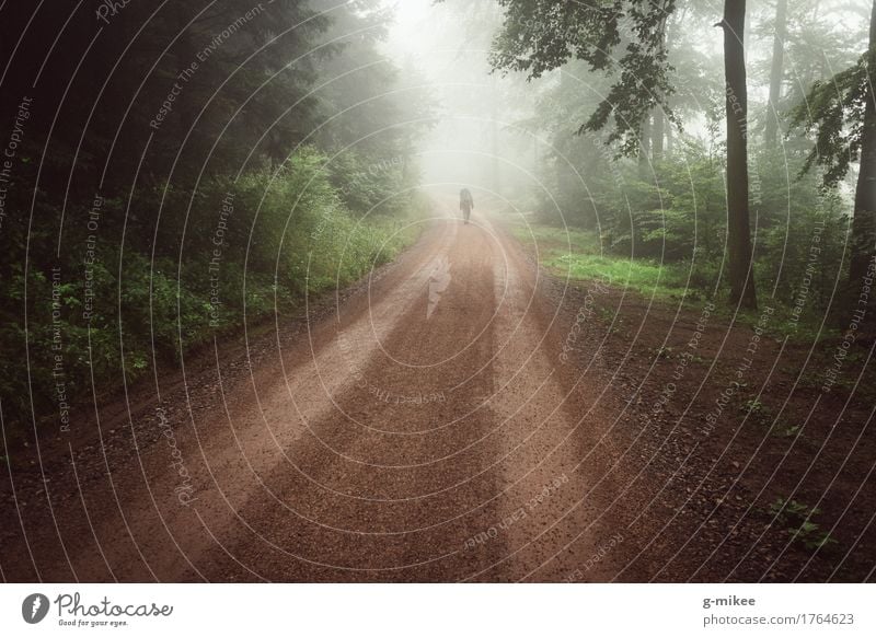 Disappeared in the fog Environment Nature Fog Forest Hiking Free Large Infinity Beautiful Emotions Moody Wanderlust Adventure Contentment Discover Relaxation