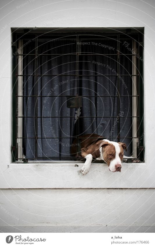 trapped in your own house House (Residential Structure) Wall (barrier) Wall (building) Facade Window Animal Pet Dog Animal face Paw 1 Stone Metal Line Observe