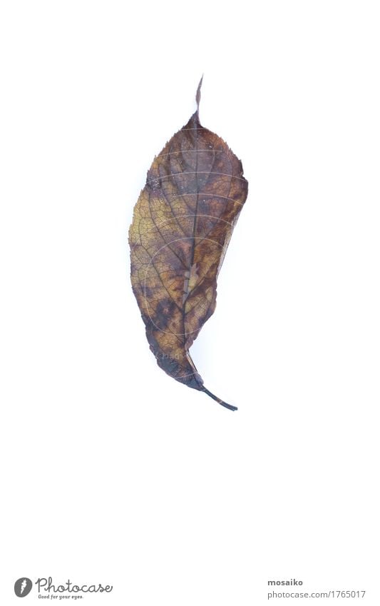 herbarium Design Education Science & Research Environment Nature Plant Autumn Leaf Esthetic Authentic Exceptional Uniqueness Natural Original Retro Brown