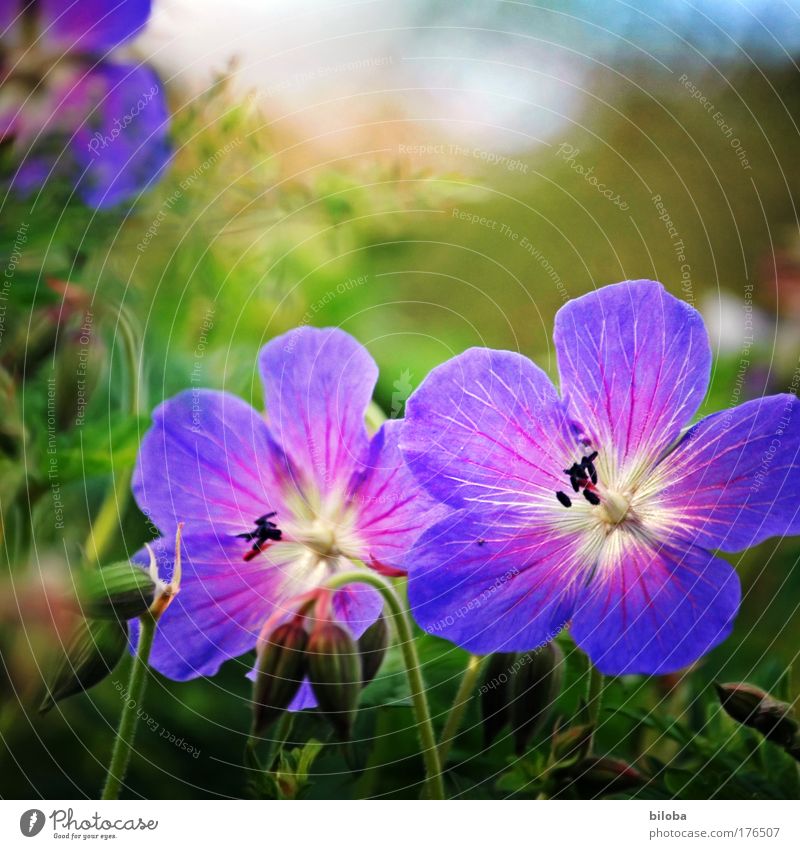 summer pile Colour photo Exterior shot Close-up Detail Deserted Light Blur Elegant Living or residing Gardening Environment Nature Plant Summer