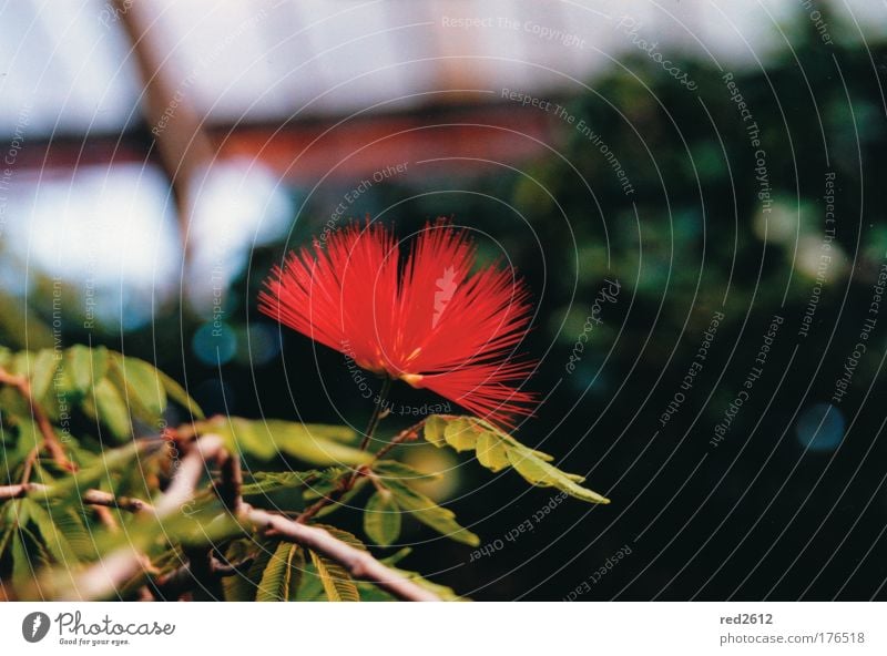 Red and fiery Colour photo Close-up Deserted Copy Space right Copy Space top Neutral Background Day Deep depth of field Central perspective Plant Flower Blossom