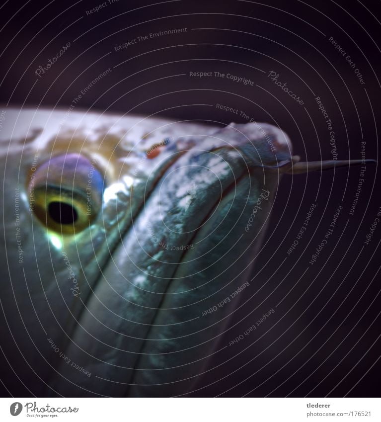 fish portrait Colour photo Detail Copy Space right Artificial light Contrast Shallow depth of field Central perspective Looking into the camera Animal Fish