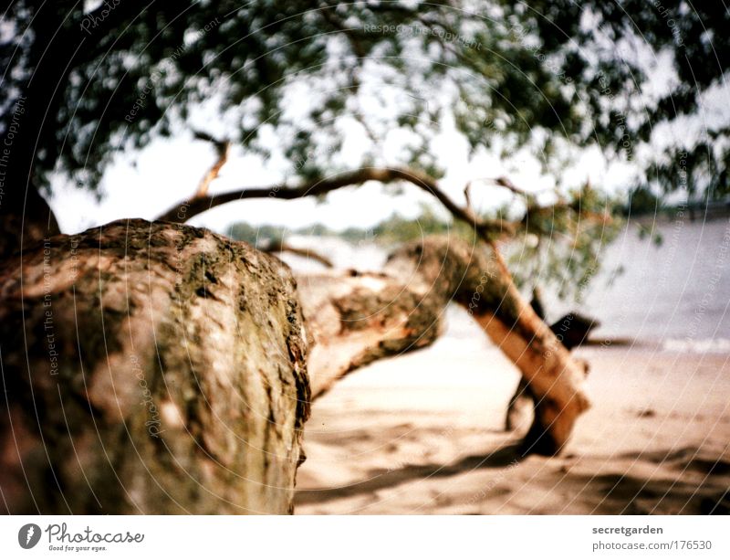 the way is the goal. Colour photo Subdued colour Exterior shot Close-up Lomography Structures and shapes Deserted Day Light Shadow Sunlight