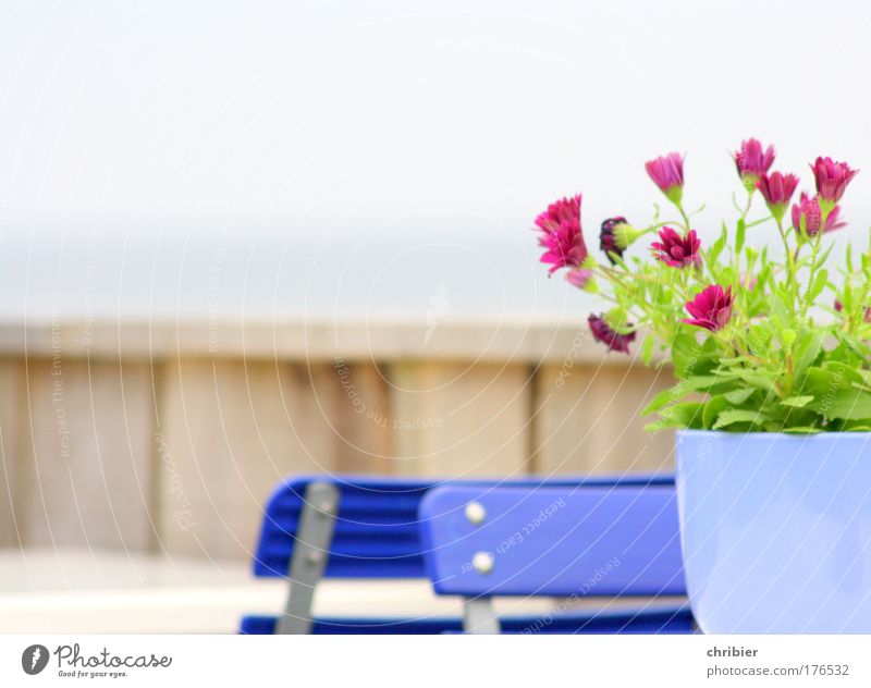 "Waiter! An Alster, please!"[Ki09.01] Colour photo Exterior shot Copy Space top Vacation & Travel Tourism Trip Chair Table Restaurant Beach bar Going out Plant