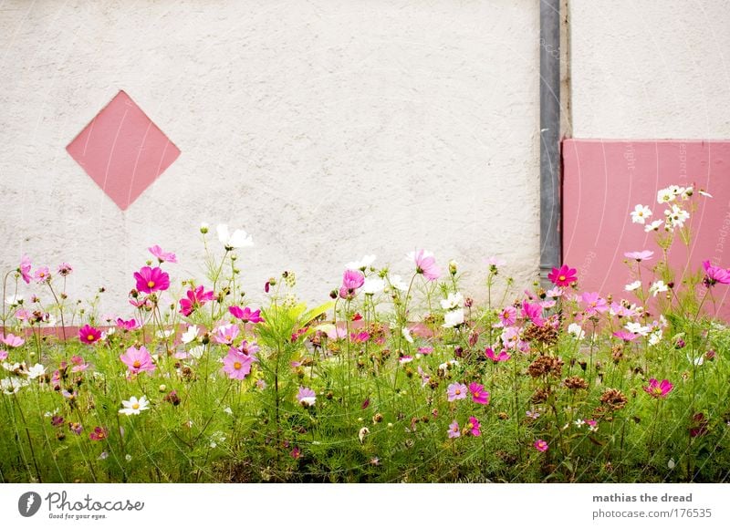 PINK IS PRETTY II Colour photo Black & white photo Multicoloured Exterior shot Deserted Neutral Background Day Shadow Contrast Shallow depth of field