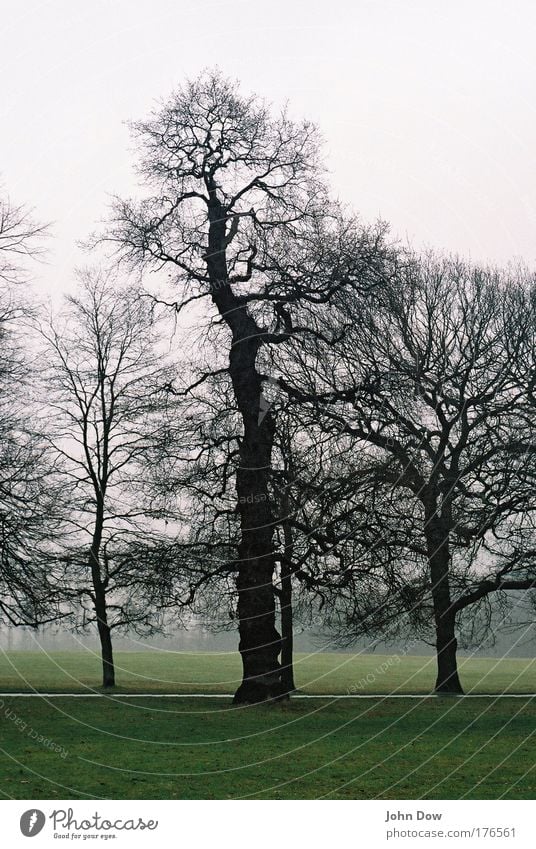 Near Wollaton Hall Subdued colour Contrast To go for a walk Nature Landscape Autumn Bad weather Fog Rain Tree Grass Bushes Branch Branchage England