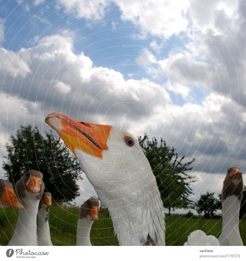 guns vice versa Worm's-eye view Goose Roasted goose Garden Martinmas Agriculture Forestry Village Farm animal Animal face Group of animals Observe Cool (slang)