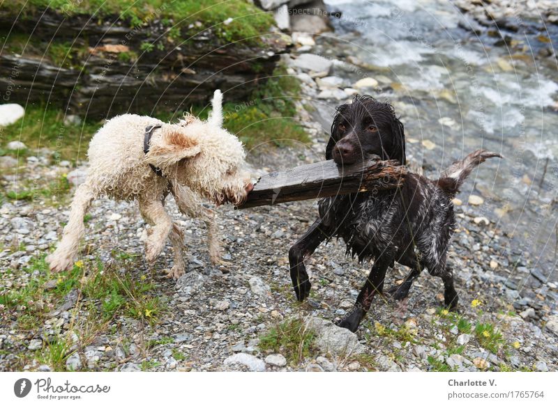 stick fighting Animal Pet Dog 2 Stick Stone Wood Water Movement To hold on Hang Fight Looking Playing Jump Romp Carrying Together Wet Speed Wild Brown Gray