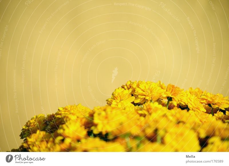 yellow Colour photo Multicoloured Exterior shot Close-up Detail Deserted Copy Space left Copy Space right Copy Space top Day Sunlight Shallow depth of field