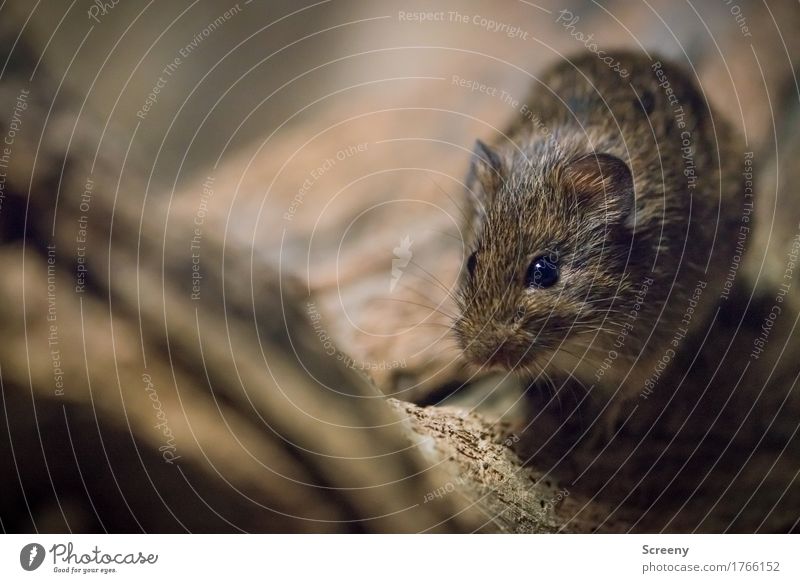 Mice #3 Animal Wild animal Mouse 1 Observe Small Curiosity Nature Colour photo Detail Macro (Extreme close-up) Aerial photograph Deserted Day Artificial light