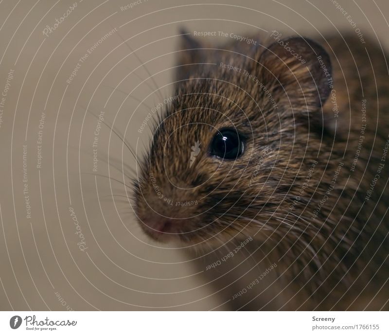 mice Nature Animal Meadow Field Wild animal Mouse 1 Crouch Small Curiosity Colour photo Close-up Detail Macro (Extreme close-up) Deserted Day Artificial light