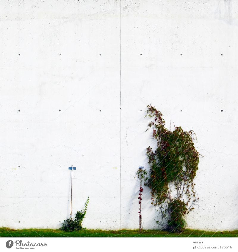 small plant family Colour photo Exterior shot Detail Deserted Copy Space top Deep depth of field Environment Plant Grass Bushes Ivy Leaf Foliage plant