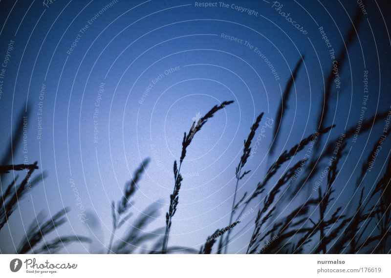 blue morning Colour photo Experimental Deserted Morning Worm's-eye view Elegant Art Illustration Nature Landscape Sky Cloudless sky Sunrise Sunset Summer Plant