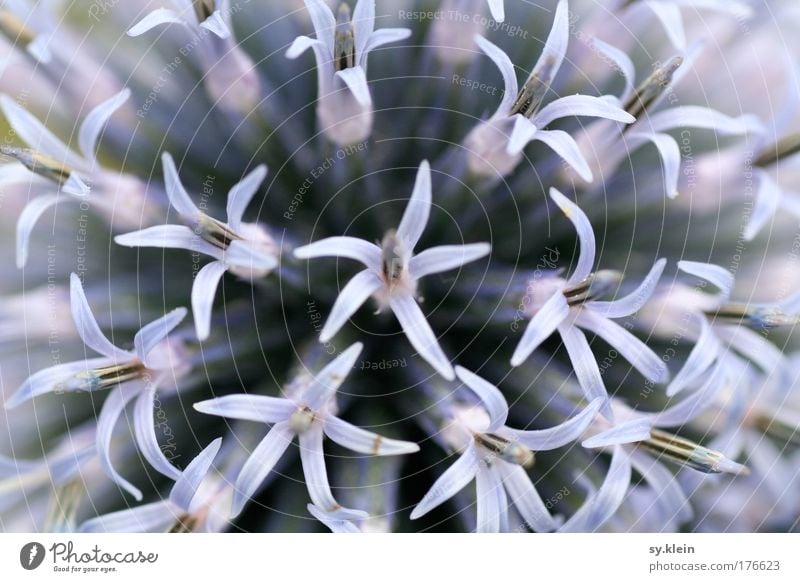 Who knows what she's called? Colour photo Exterior shot Close-up Detail Deserted Day Shallow depth of field Central perspective Looking into the camera