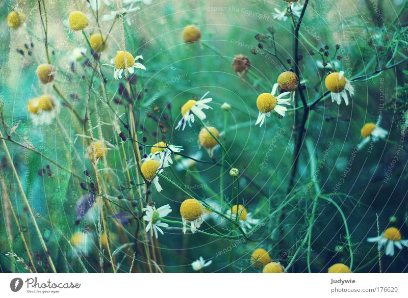 At the roadside Colour photo Exterior shot Deserted Day Environment Nature Landscape Spring Summer Plant Flower Grass Bushes Blossom Chamomile Park Fragrance