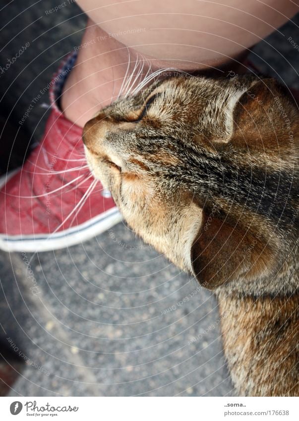 Cat feels Colour photo Exterior shot Day Bird's-eye view Legs Feet Animal Pelt 1 Touch To enjoy Cuddly Near Natural Soft Emotions Sympathy Love of animals