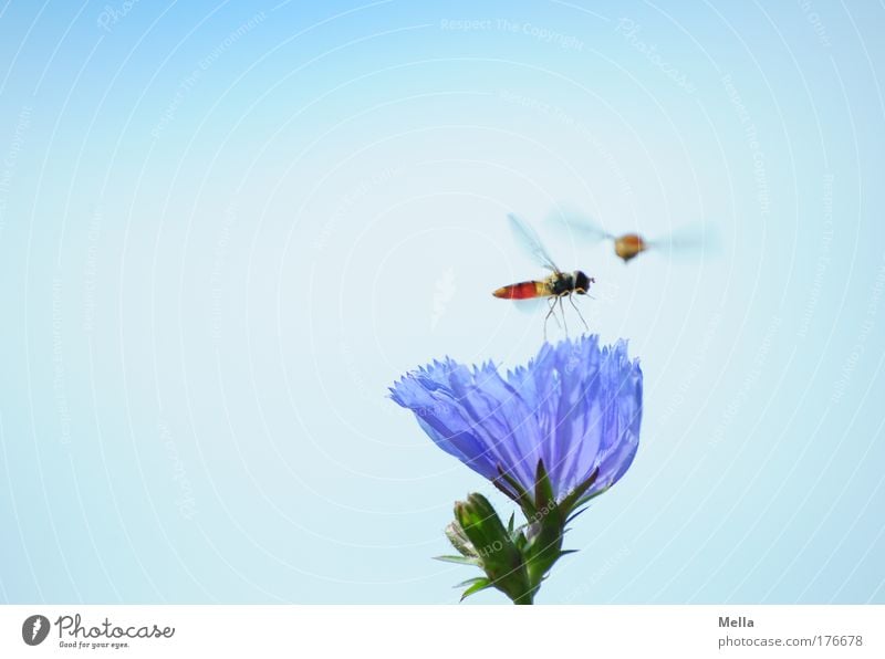 I'm going away. Environment Nature Plant Animal Cloudless sky Summer Flower Blossom Wild plant Cichory Meadow Field Wild animal Fly Hover fly ichneumon fly