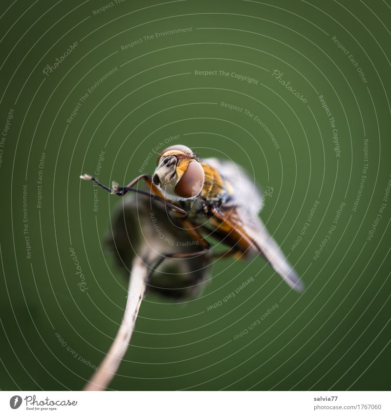 pedicure Environment Nature Animal Wild animal Fly Animal face 1 Observe To enjoy Crawl Sit Watchfulness Serene Ease Perspective Insect Compound eye Cleaning