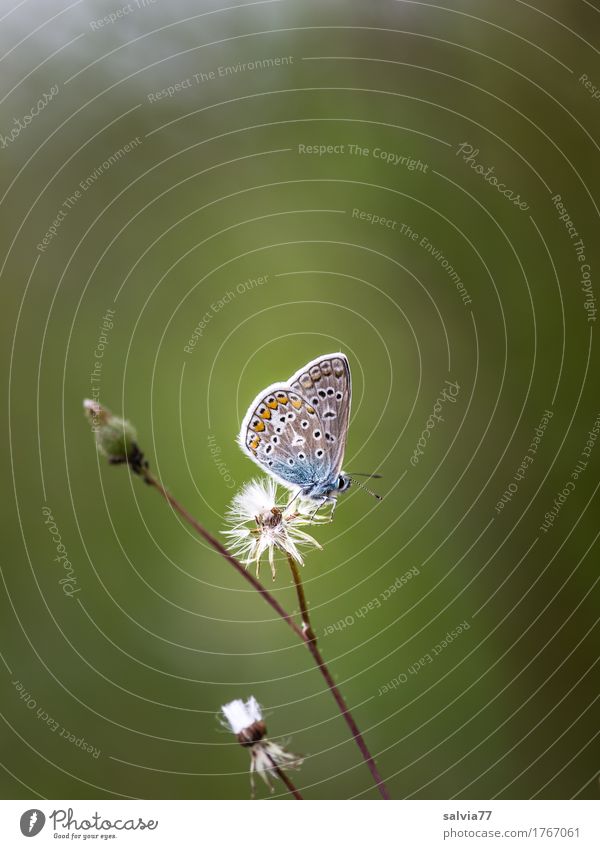 have a nap Nature Plant Animal Summer Blossom Wild plant Thistle blossom Seed Butterfly Polyommatinae 1 Free Small Natural Cute Above Blue Gray Green Calm