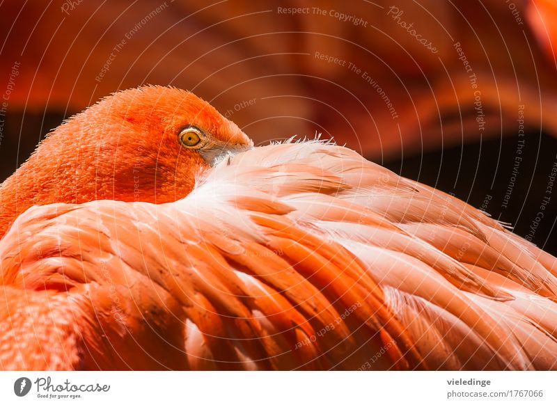 Flamingo Portrait Zoo Animal Bird 1 Sleep Orange Red Eyes Colour feathers portrait Hide Colour photo Exterior shot Close-up Deserted Copy Space top